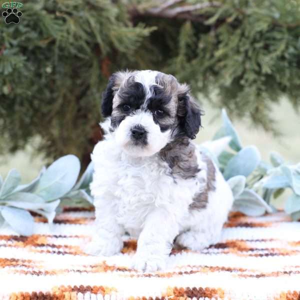 Jett, Bich-Poo Puppy